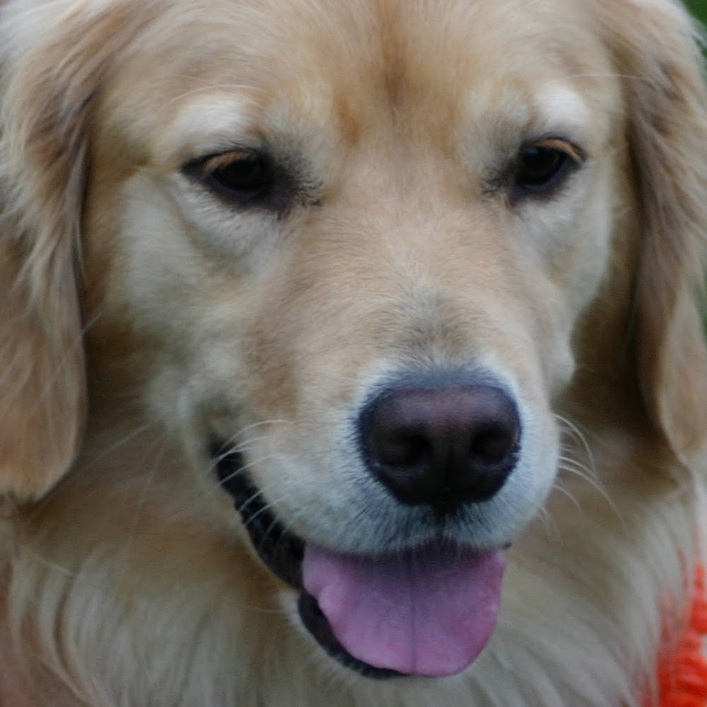 Meet your Posher, Bonnie